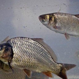 Волгоградские рыбоводы получат субсидии