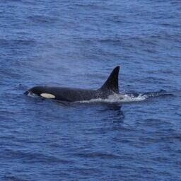 Косатка на Дальнем Востоке. Фото Павла Гущерова