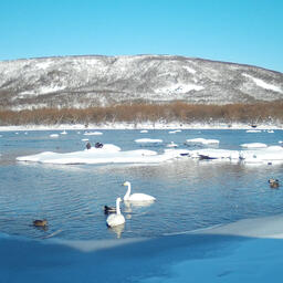 Лебеди-кликуны на Курильском озере. Кадр с фотоловушки, пресс-служба Кроноцкого заповедника