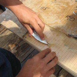 Измерение рыбы из научного улова. Фото пресс-службы АзНИИРХ