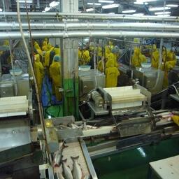 Студенческие путинные отряды работают на рыбоперерабатывающих заводах Дальнего Востока. Архивное фото