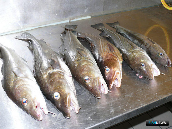 Российские рыбаки указали на проблему обменных квот. Фото Tregde Feriesenter («Википедия»)