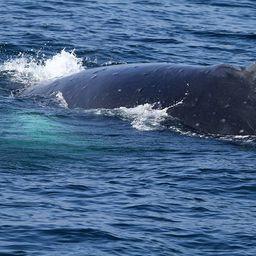 Горбатый кит. Фото Ивана Усатова