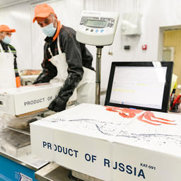 Цех способен выпускать до 10 тонн варено-мороженой продукции в сутки. Фото пресс-службы правительства Мурманской области