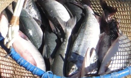 Чукотский автономный округ предварительно ориентируют на вылов порядка 1,1 тыс. тонн тихоокеанских лососей. Архивное фото