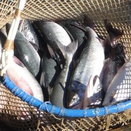 Чукотский автономный округ предварительно ориентируют на вылов порядка 1,1 тыс. тонн тихоокеанских лососей. Архивное фото