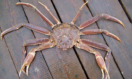 Список добытчиков краба на Северном бассейне пополнился