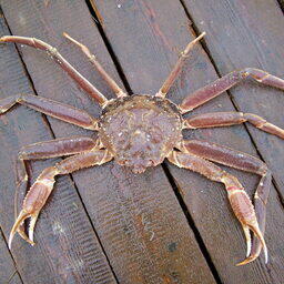 Список добытчиков краба на Северном бассейне пополнился