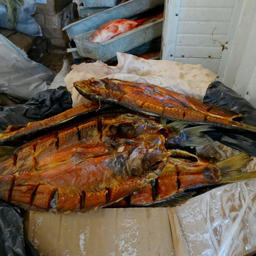 Нелегальная рыбная продукция, изъятая в Астраханской области. Производство велось в антисанитарных условиях. Фото пресс-службы регионального УМВД России