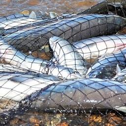 В Магаданской области промышленный лов лососей закроют с 12 сентября. Фото пресс-службы правительства региона