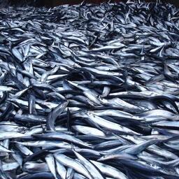 Когда-то российские уловы сайры были большими. Архивное фото