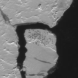 Фрагмент космического снимка GeoEye-1. На одной из льдин обнаружено крупное скопление тюленей, предположительно «монастырь» – залежка особей мужского пола, порядка 75 представителей вида. Фото пресс-службы организаторов конкурса (DigitalGlobe)