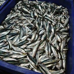 Распределены в том числе объемы кильки на Балтике