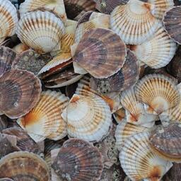 Для аквакультуры узаконили новый механизм охраны «урожаев»