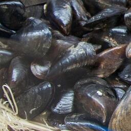 Фигуранты добыли более 16 тыс. мидий