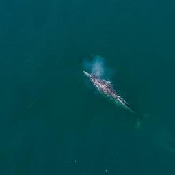 Серый кит. Фото Евгения Семенова