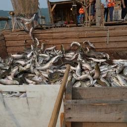 Хабаровской рыбы на внутреннем рынке стало больше