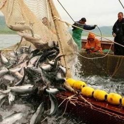 Добыча лососей на Амуре. Фото пресс-службы правительства Хабаровского края