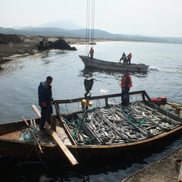 Промысел лосося в Сахалинской области