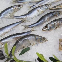 Рост рыбного экспорта в Южную Корею обеспечила в том числе сардина-иваси