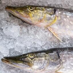 Коренному населению Чукотки выделили годовые квоты белорыбицы. Архивное фото