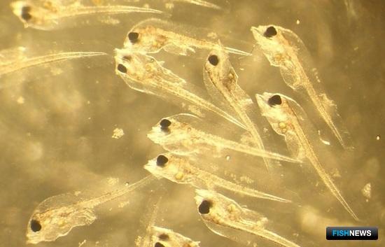 Полученные на НИБ «Заветное» (Крым) личинки камбалы-калкан, которые более всего восприимчивы к вирусной геморрагической септицемии и вибриозу. Фото пресс-службы АзНИИРХ