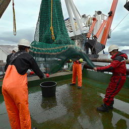 Российские и норвежские морские исследователи работают вместе на норвежском научно-исследовательском корабле «Юхан Юрт». Фото Гуннара Сэтры, Институт морских исследований