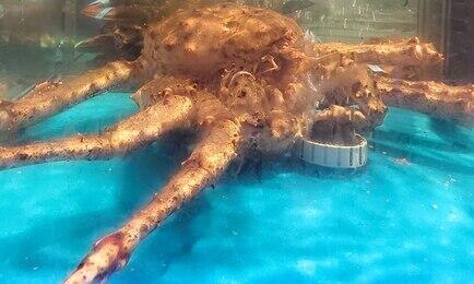 Из живых гидробионтов Россия в основном поставляет в Китай краба