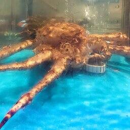 Из живых гидробионтов Россия в основном поставляет в Китай краба