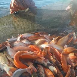 Рыбоводы Ставрополья наращивают урожаи. Фото пресс-службы регионального минсельхоза