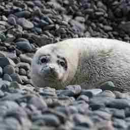 В Дальневосточном морском заповеднике начался сезон рождения детенышей ларг. Фото пресс-службы нацпарка «Земля леопарда»