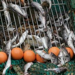 Рыбный промысел на Северном бассейне. Фото пресс-службы АТФ