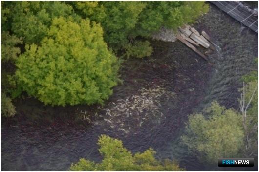 Скопления нерки у устья реки Ключевка, бассейн реки Быстрая. Иллюстрация с сайта КамчатНИРО