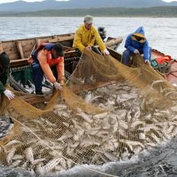 Добыча лососей – одно из главных направлений рыбной отрасли Сахалина и Курил