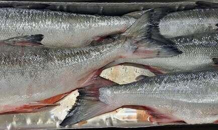 В этом году ученые представляют для Дальнего Востока два прогноза вылова тихоокеанских лососей — по пессимистичному и оптимистичному сценарию