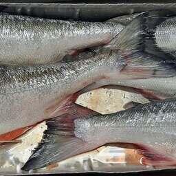 В этом году ученые представляют для Дальнего Востока два прогноза вылова тихоокеанских лососей — по пессимистичному и оптимистичному сценарию