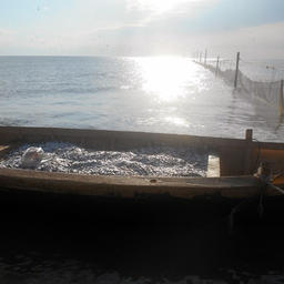 Килечная путина на Каспии, ставной килечный невод на побережье моря в районе Махачкала – Сулак. Фото пресс-службы КаспНИРХ
