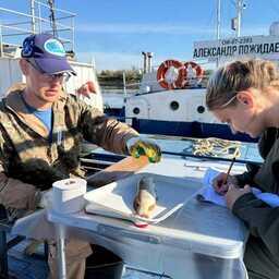 Разбор научного улова. Фото пресс-службы Тюменского филиала ВНИРО