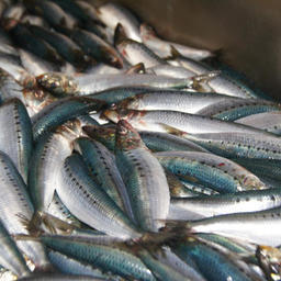 Российские рыбаки развивают массовый промысел сардины-иваси
