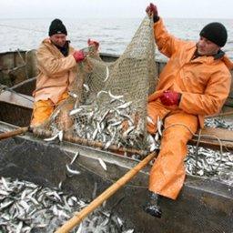 Промышленная добыча некоторых видов рыб в Азовском море будет вестись ограниченным количеством орудий лова. Фото пресс-службы АзНИИРХ