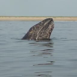 Серый кит на Дальнем Востоке РФ