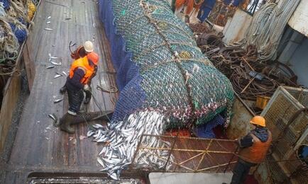Рыбный промысел на Дальнем Востоке. Фото предоставлено «Океанрыбфлотом»