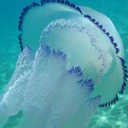 Медуза корнерот (Rhizostomapulmo). Фото пресс-службы АзНИИРХ
