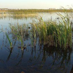 Озеро в Чебаркульском районе. Фото из «Википедии»