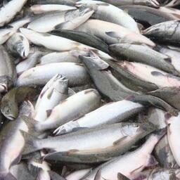 Вылов тихоокеанских лососей на Дальнем Востоке приблизился к 600 тыс. тонн