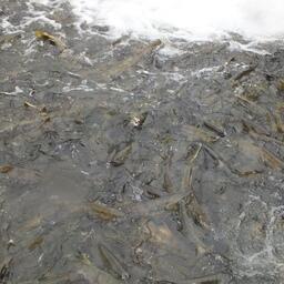 Рыбоводные заводы занимаются воспроизводством лососей на Дальнем Востоке