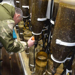 Икра омуля зреет в инкубаторах под присмотром рыбоводов. Фото пресс-службы Росрыболовства