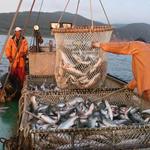 Слухи о затоваривании рынка обесценивают российский лосось