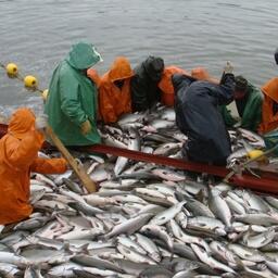 Камчатский край уже поймал порядка 225,4 тыс. тонн тихоокеанских лососей. Архивное фото