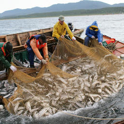 Ключевые для рыбаков поправки должны уйти в Минсельхоз до 10 апреля